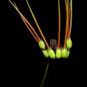 Img.VTax1388.ExN.Img6