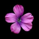 Img.VTax1403.ExN.Img7