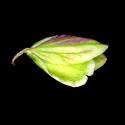 Img.VTax1460.ExN.Img8