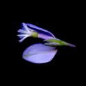 Img.VTax1466.ExN.Img4