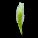 Img.VTax1515.ExN.Img8
