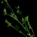 Img.VTax1523.ExN.Img8