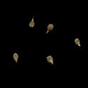 Img.VTax1533.ExN.Img4