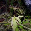 Img.VTax1537.ExN.Img6
