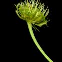 Img.VTax1552.ExN.Img9