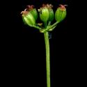 Img.VTax1558.ExN.Img8
