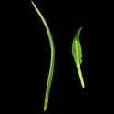 Img.VTax1568.ExN.Img14