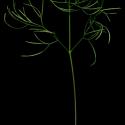 Img.VTax1575.ExN.Img7