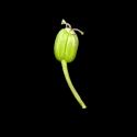 Img.VTax1585.ExN.Img9