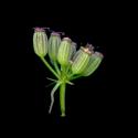 Img.VTax1587.ExN.Img7