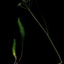 Img.VTax1588.ExN.Img7