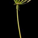 Img.VTax1608.ExN.Img7