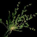Img.VTax1727.ExN.Img8