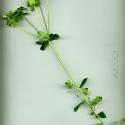 Img.VTax1760.ExN.Img7