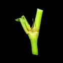 Img.VTax1823.ExN.Img4