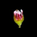 Img.VTax1827.ExN.Img9