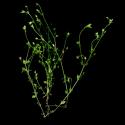 Img.VTax1859.ExN.Img10