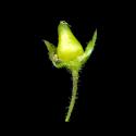 Img.VTax1859.ExN.Img3