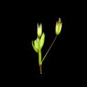 Img.VTax1888.ExN.Img5