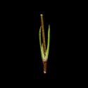 Img.VTax1888.ExN.Img7