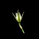 Img.VTax1899.ExN.Img1
