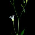 Img.VTax1903.ExN.Img8