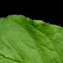 Img.VTax1903.ExN.Img9