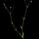 Img.VTax1909.ExN.Img9