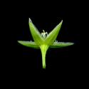 Img.VTax1910.ExN.Img5