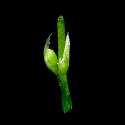 Img.VTax1910.ExN.Img8