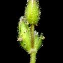 Img.VTax1929.ExN.Img6