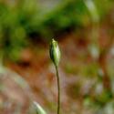 Img.VTax1932.ExN.Img4