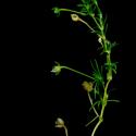 Img.VTax1934.ExN.Img4
