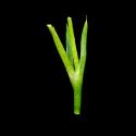 Img.VTax1937.ExN.Img6