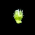 Img.VTax1957.ExN.Img3