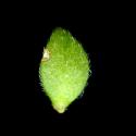 Img.VTax1959.ExN.Img8