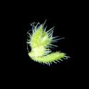Img.VTax1964.ExN.Img5