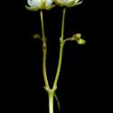 Img.VTax1973.ExN.Img13