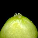 Img.VTax1973.ExN.Img6