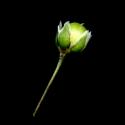 Img.VTax1974.ExN.Img6