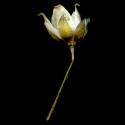 Img.VTax1974.ExN.Img8
