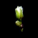 Img.VTax1975.ExN.Img7