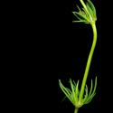 Img.VTax1975.ExN.Img9