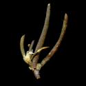 Img.VTax1979.ExN.Img4