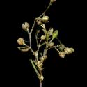 Img.VTax1979.ExN.Img5