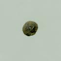 Img.VTax1987.ExN.Img5