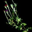 Img.VTax1987.ExN.Img7