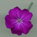 Img.VTax1987.ExN.Img9