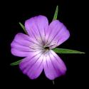 Img.VTax1990.ExN.Img3