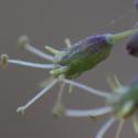 Img.VTax2001.ExN.Img6